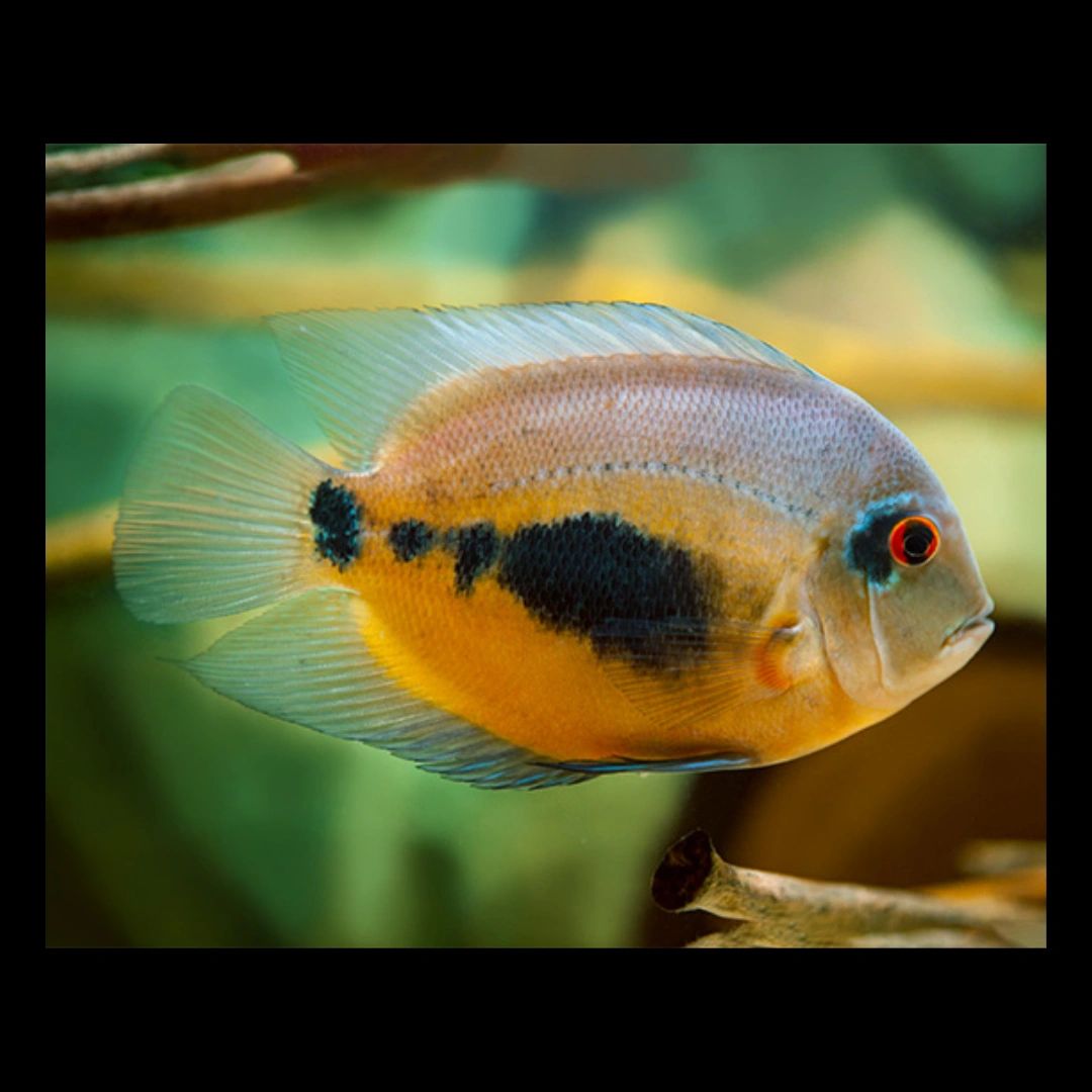 Uaru cichlid clearance care